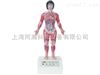 TAH/16005-1人体解剖医学模型微电脑人体心动周期与大、小循环演示仪