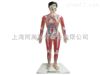 TAH/16005-2人体解剖医学模型微电脑男人体心动周期与大、小循环演示仪