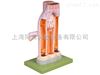 TAH/16002动脉与静脉解剖放大模型人体解剖医学模型
