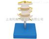 TAH/11109-2人体解剖医学模型正常腰椎组合（三节）