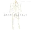 TAH/11103人体骨骼散骨模型（游离骨）人体解剖医学模型