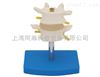 TAH/11109-1正常腰椎组合（二节）人体解剖医学模型