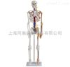 TAH/11101-4全身骨骼85cm附血管神经模型人体解剖医学模型