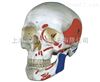 TAH/11111-2成人头颅骨肌肉着色模型人体解剖医学模型